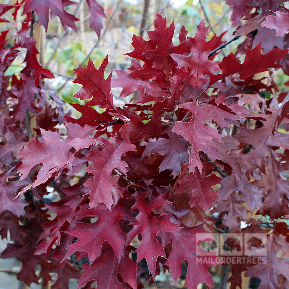 Quercus coccinea - Foliage