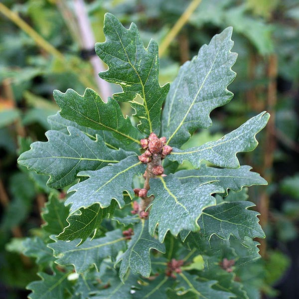 Quercus Koster - Foliage