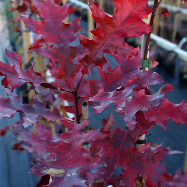 Quercus coccinea - Foliage