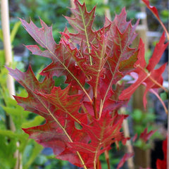 Quercus palustris Green Pillar - Pin Oak Tree