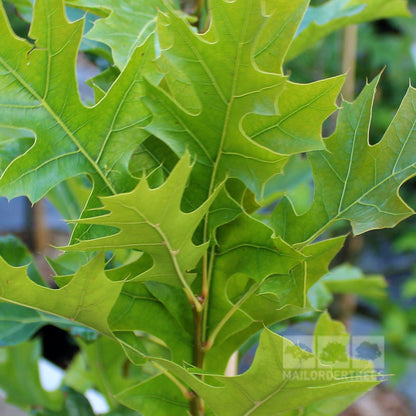 Quercus palustris 'Green Pillar' - Summer Foliage