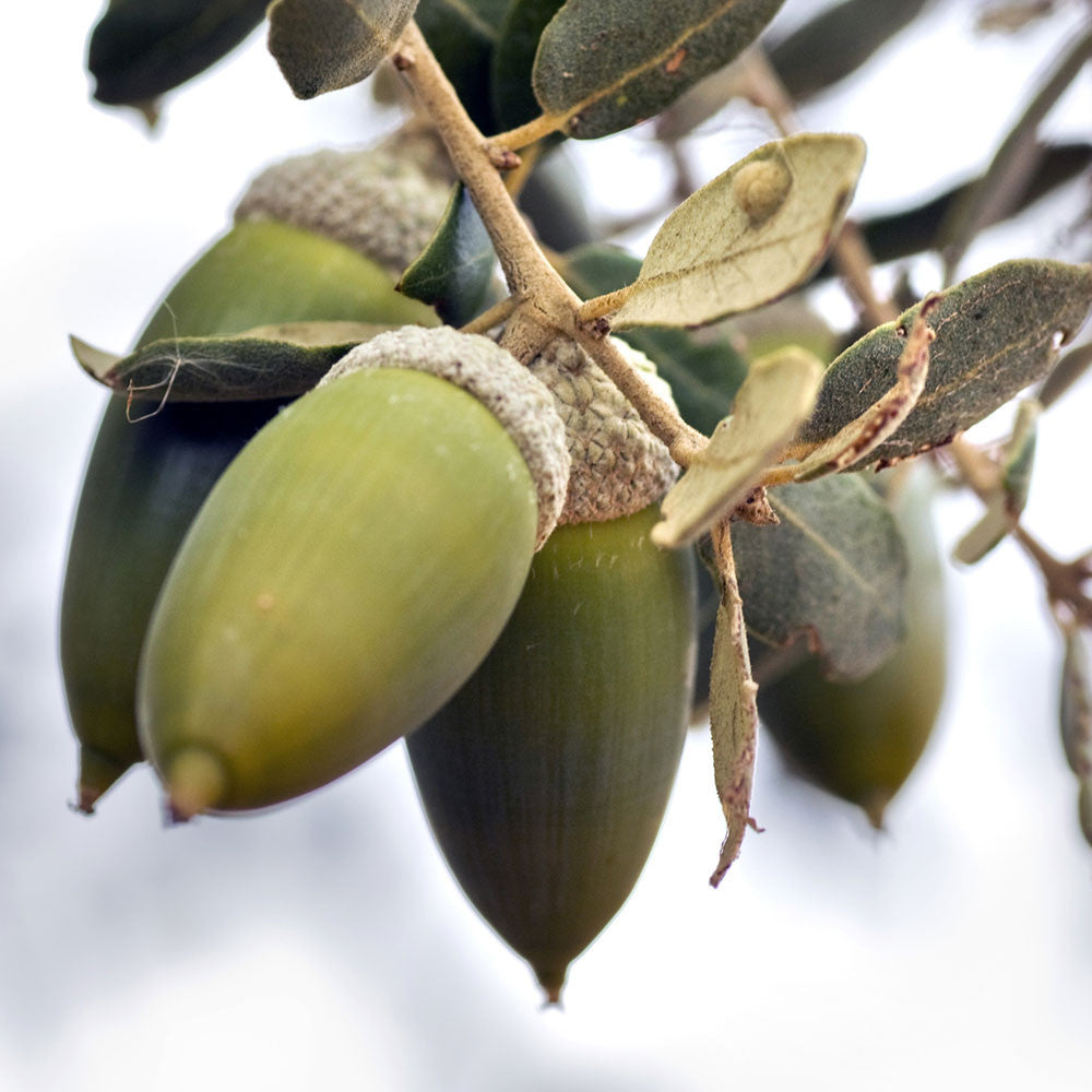 Quercus saber - Acorns