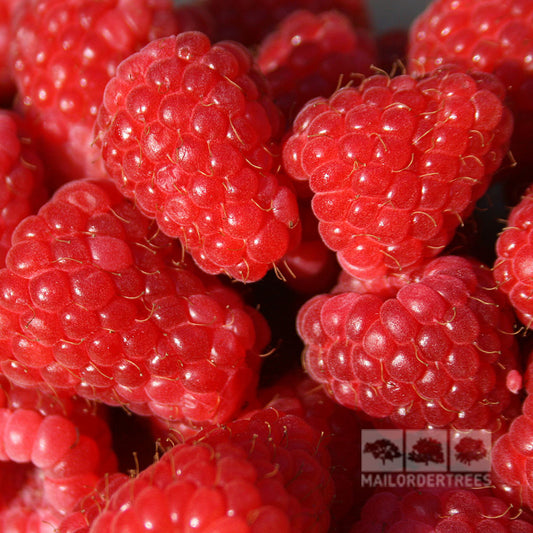 Rubus Autumn Bliss - Raspberry Autumn Bliss