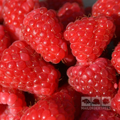 Rubus Glen Moy - Raspberry Glen Moy