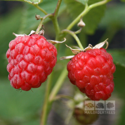 Rubus Glen Clova - Raspberry Glen Clova