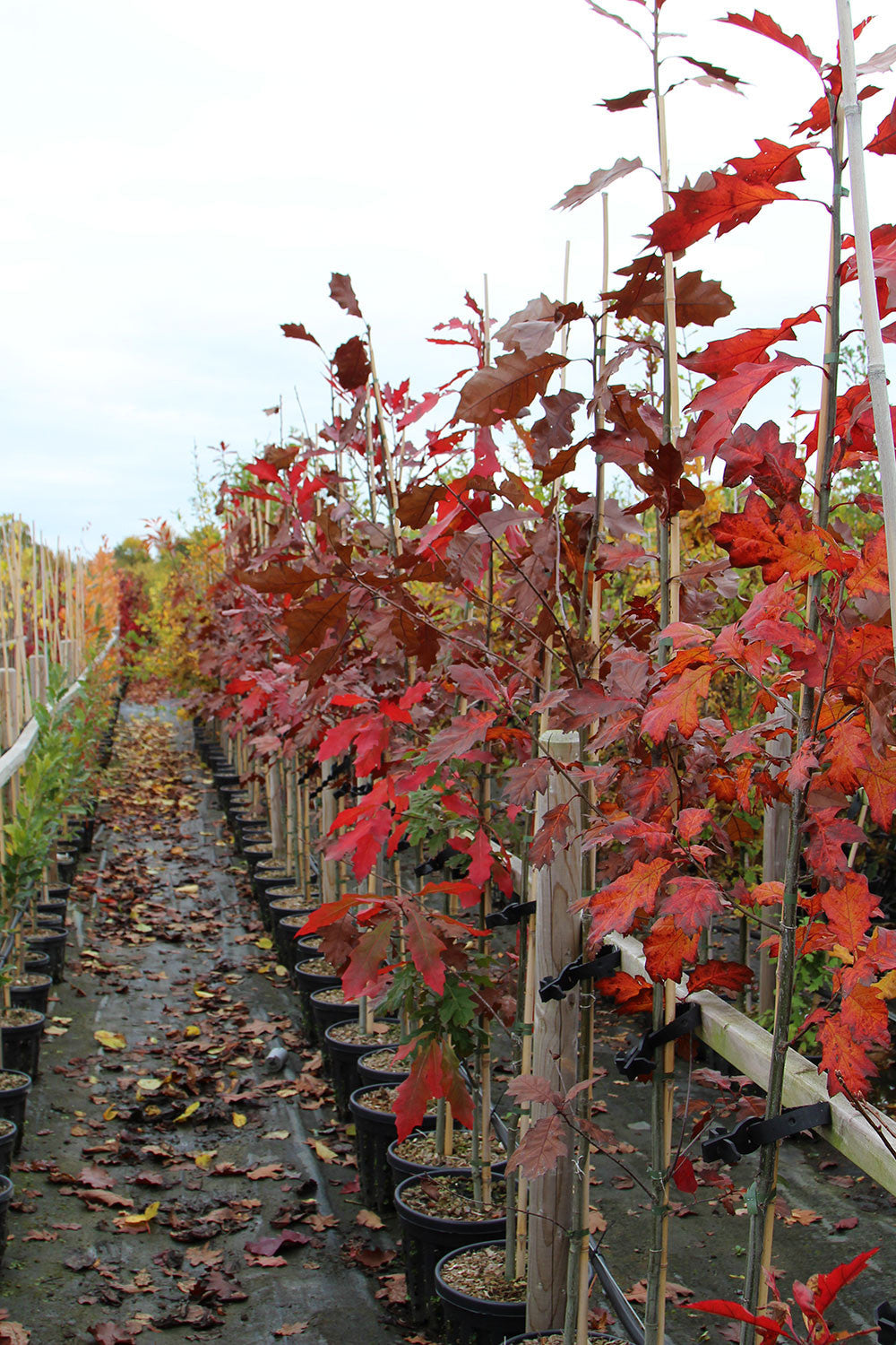 Quercus rubra