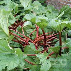 Rheum Timperley Early - Rhubarb