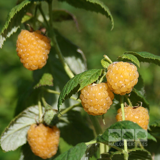 Rubus All Gold - Raspberry Allgold/Fallgold