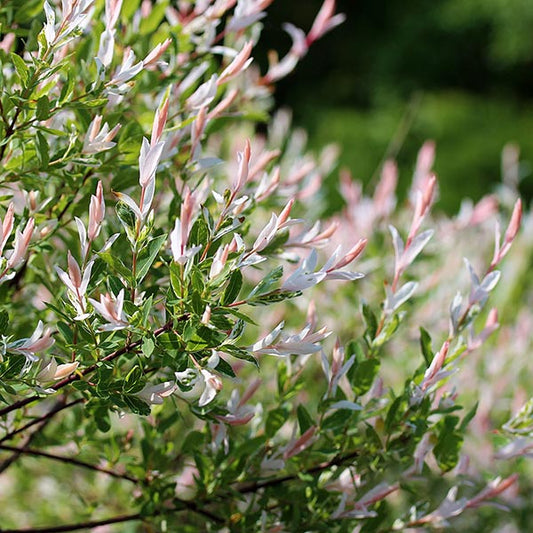 Salix Hakuro Nishiki - New Foliage