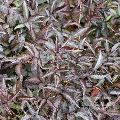 Sambucus Black Beauty - Foliage