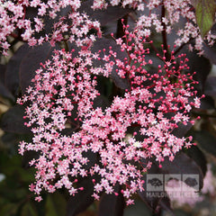 Sambucus Black Beauty - Purple Elder