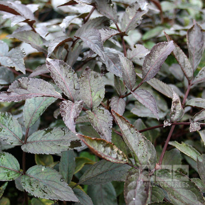 Sambucus Black Beauty - Foliage