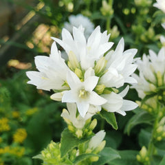 Campanula glomerata alba - Clustered Bellflower