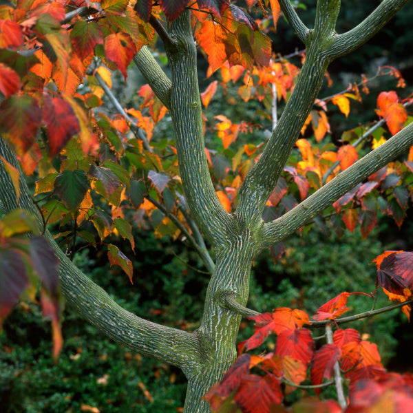 Snake Bark Maple Tree