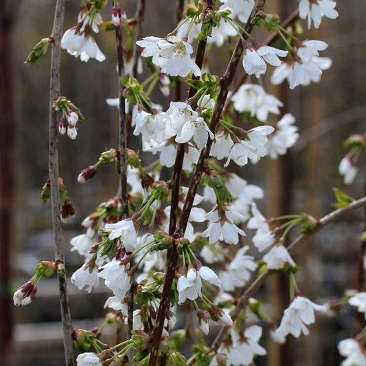 Prunus Snow Showers - Spring Flowers