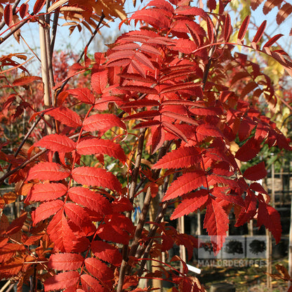 Sorbus Apricot Queen - Autumn Foliage