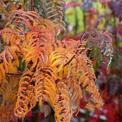 Sorbus Chinese Lace - Mountain Ash Tree  Mix and Match