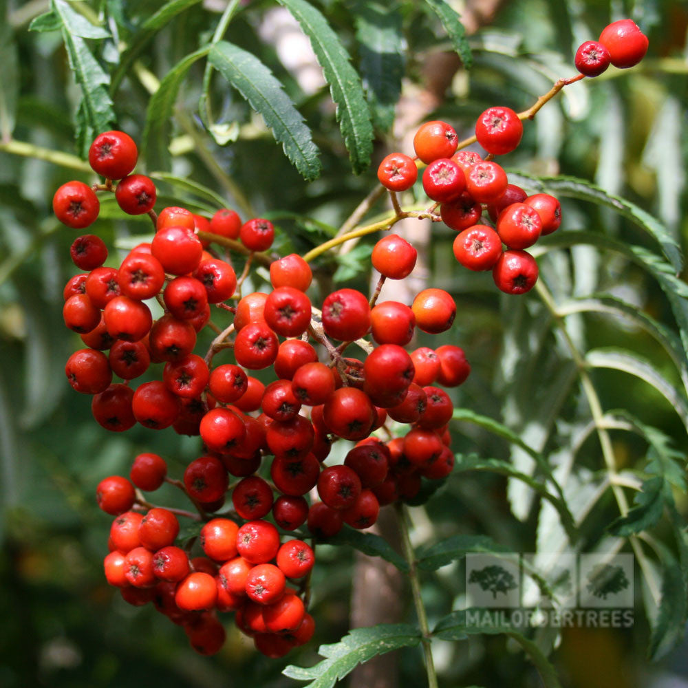 Sorbus Chinese Lace - Berries