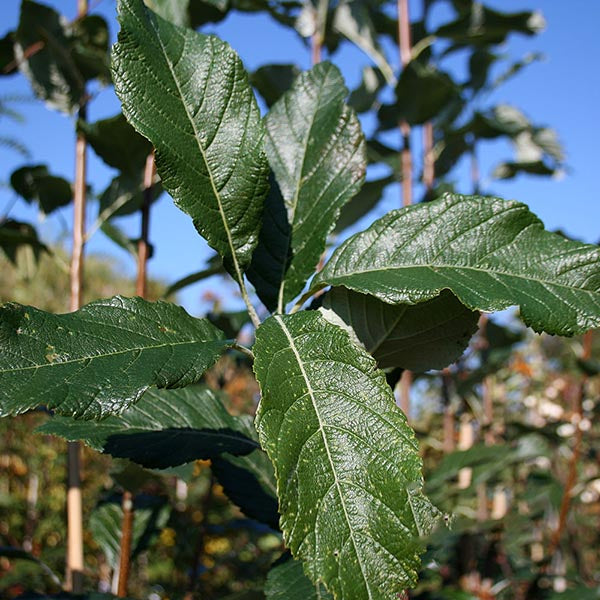 Sorbus Majestica - Foliage