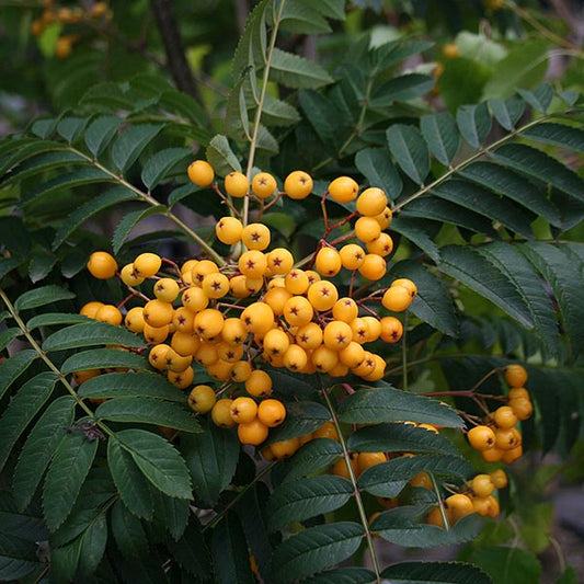 Sorbus Sunshine - Berries