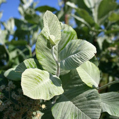 Sorbus aria Lutescens - Whitebeam Tree