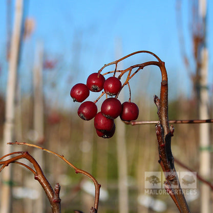 Sorbus 'Majestica' - Berries