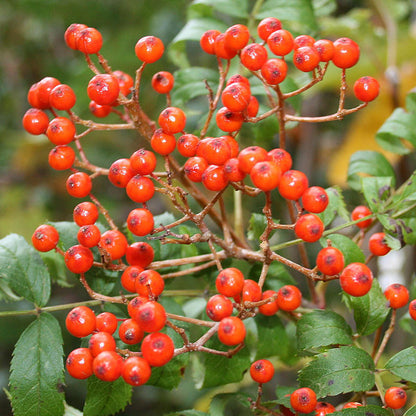 Sorbus commixta - Fruits