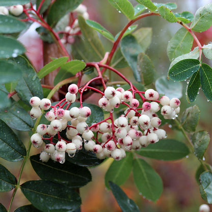 Sorbus hupehensis - Fruits