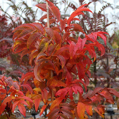 Sorbus sargentiana - Sargents Rowan Tree