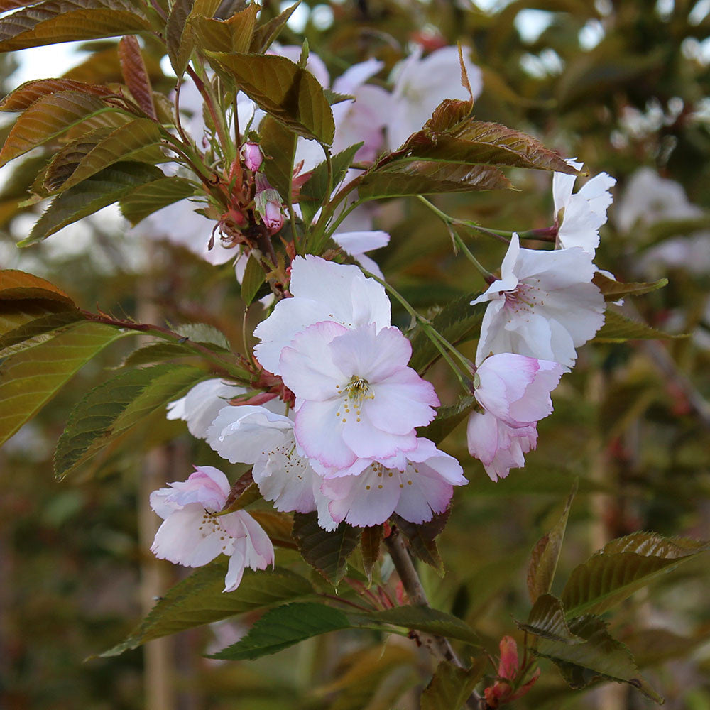 Prunus Sunset Boulevard - Flowers