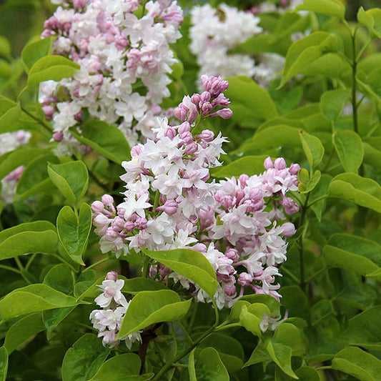 Syringa Krasavitsa Moskvy - Common Lilac Beauty of Moscow