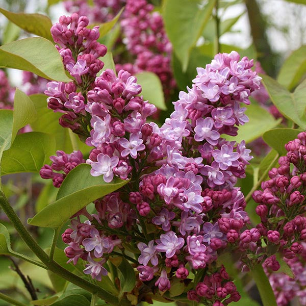 Syringa Belle de Nancy - Flowers