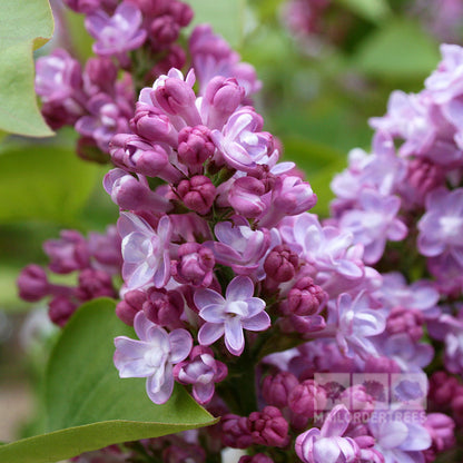 Syringa Belle de Nancy - Flowers