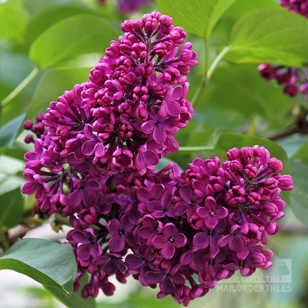 Syringa Charles Joly - Flowers