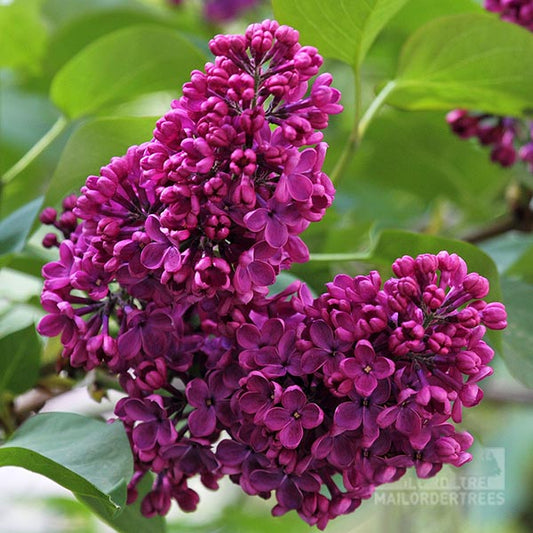 Syringa Charles Joly - Lilac Tree