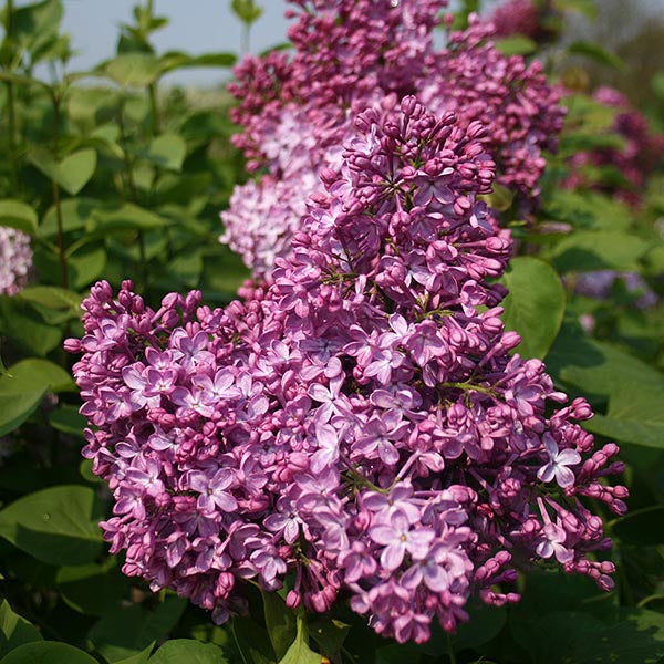 Syringa Katherine Havemeyer - Flowers