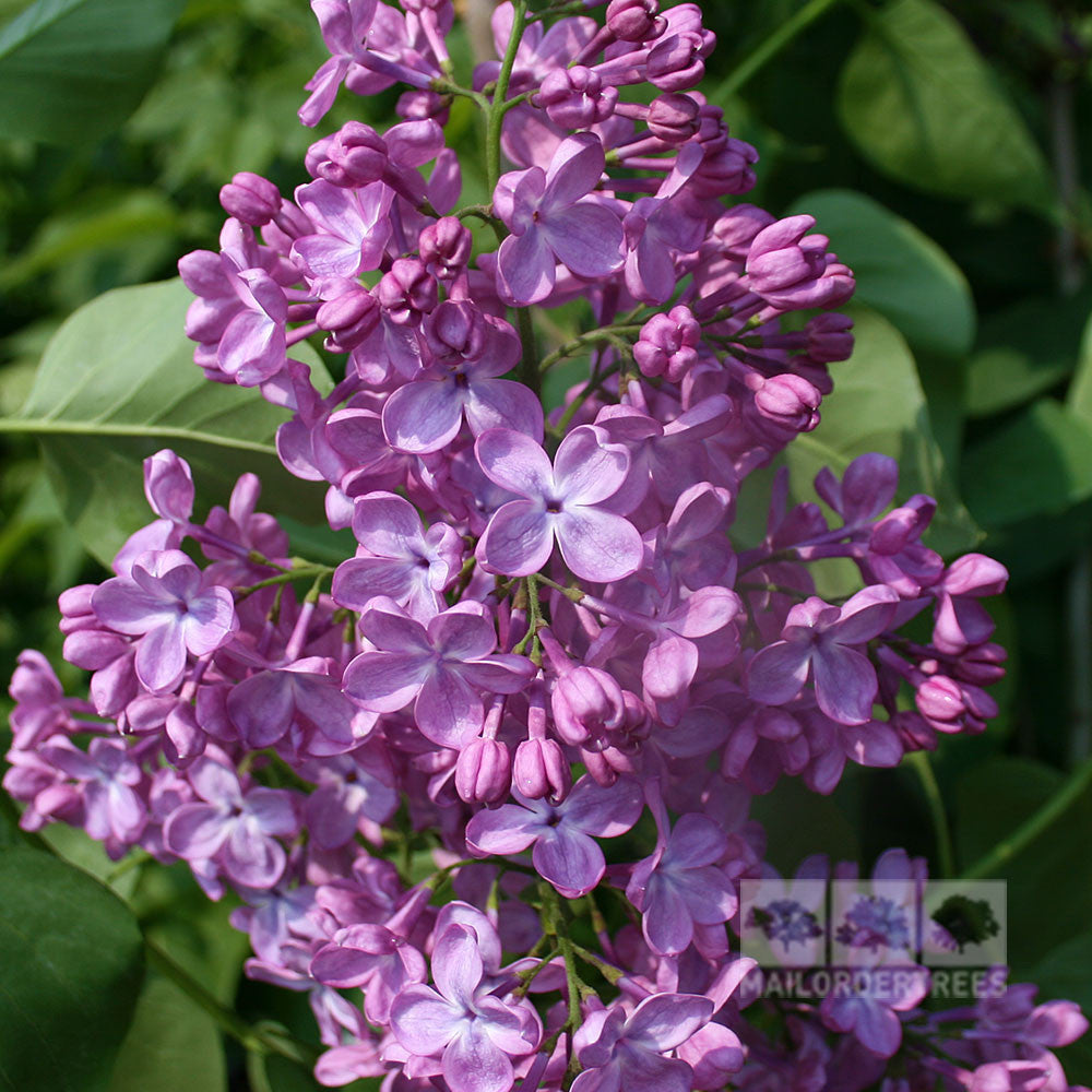 Syringa Katherine Havemeyer - Flowers