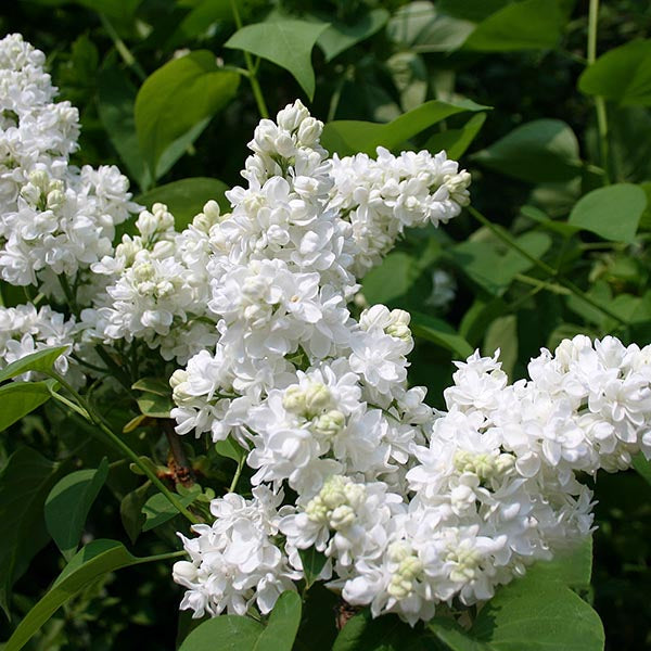 Syringa Mme Lemoine - Flowers