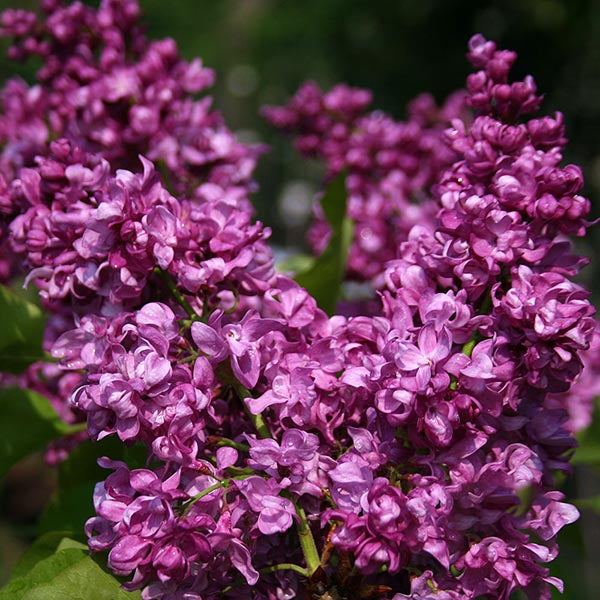 Syringa Mrs Edward Harding - Flowers