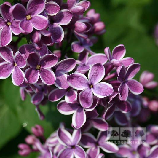 Syringa Sensation - Lilac Tree