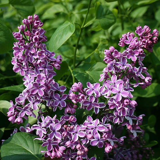 Syringa Sensation - Lilac Tree