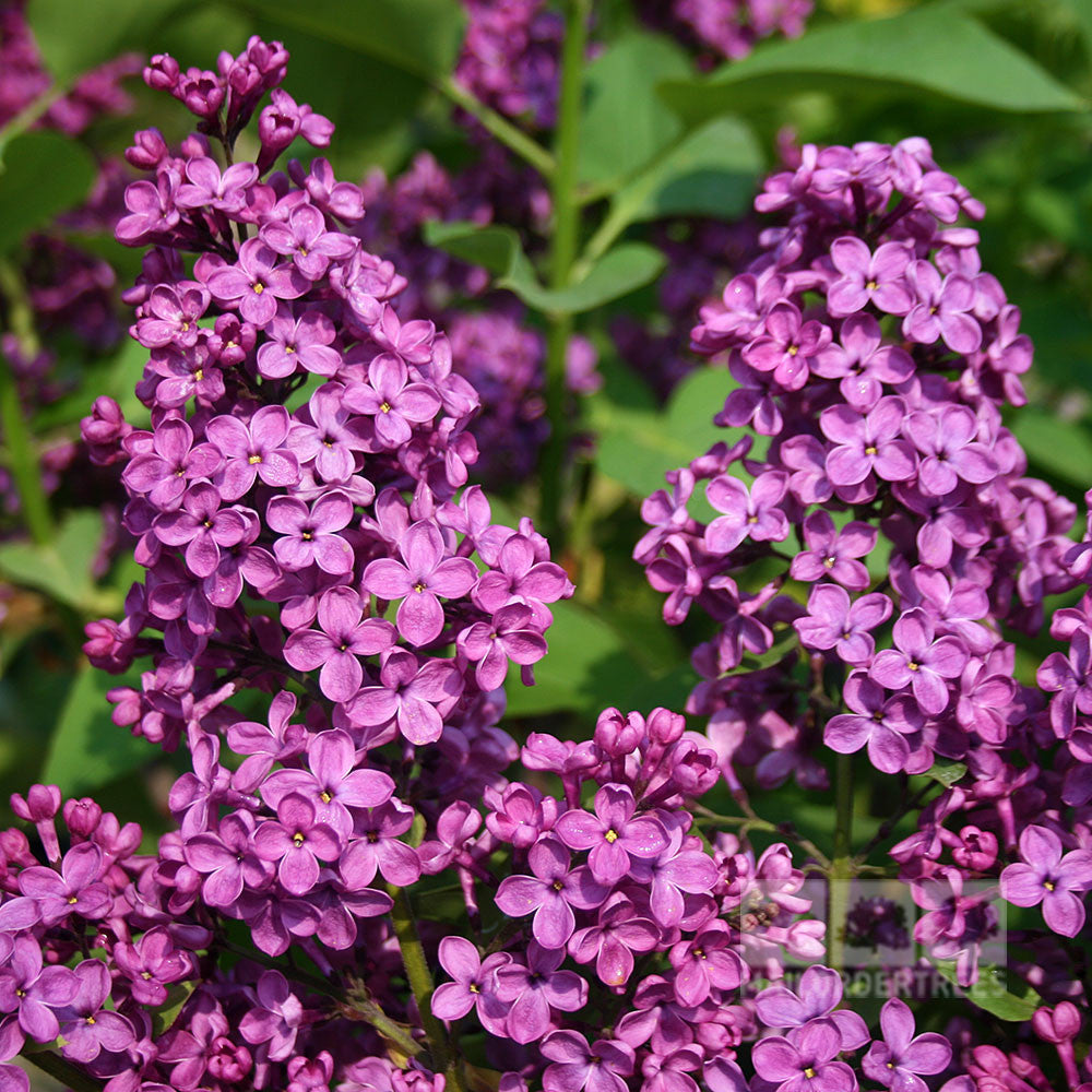 Syringa Souvenir de Louis Spaeth - Flowers