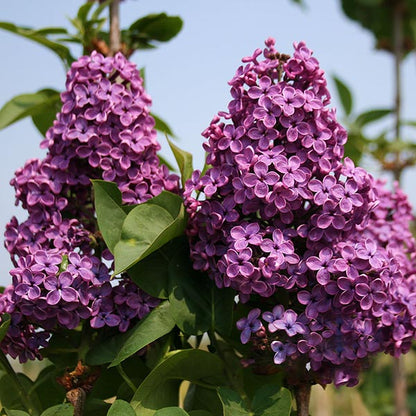 Syringa Souvenir de Louis Spaeth - Flowers