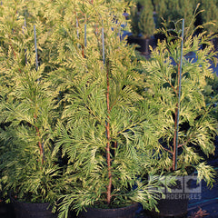 Thuja plicata Zebrina - Western Red Cedar