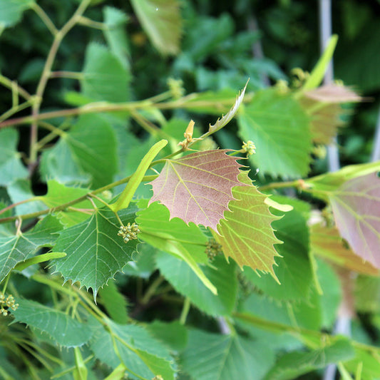 Tilia henryana - Foliage