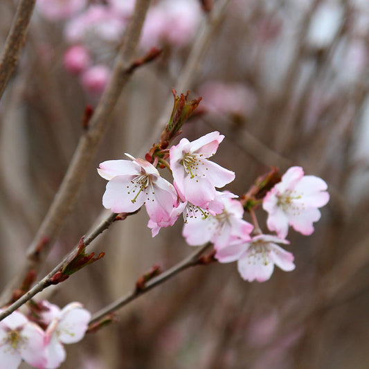 Prunus Tilstone Hellfire - Flowers