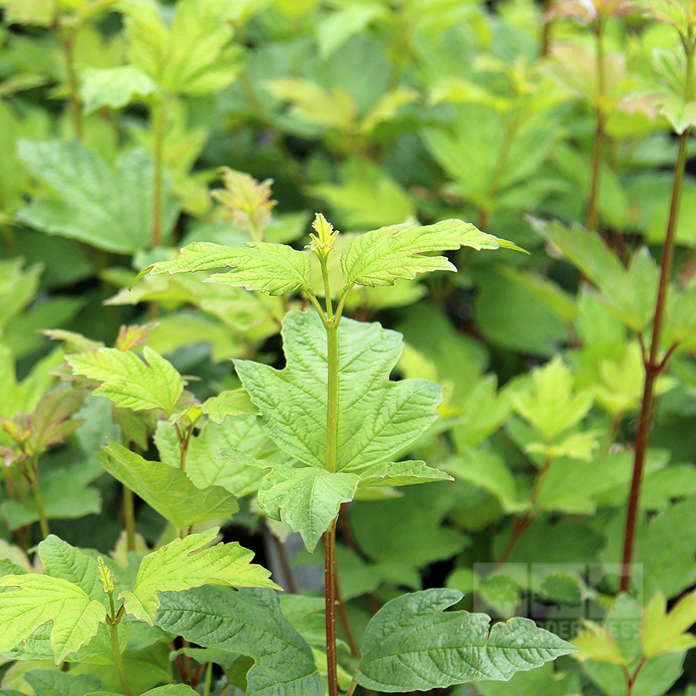 Viburnum Roseum - Foliage