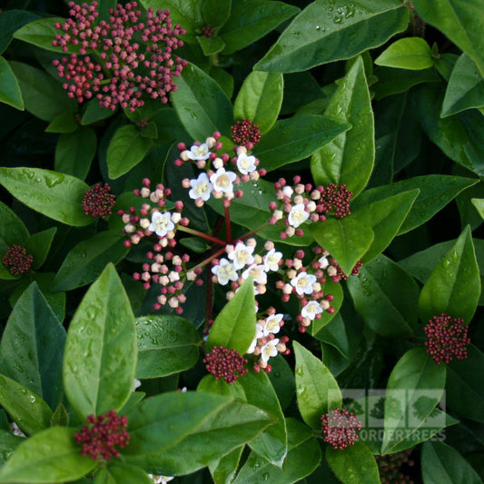 Viburnum Eve Price - Flowers