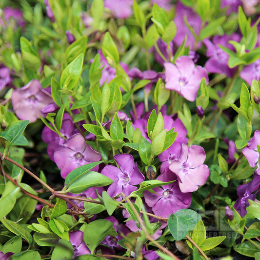 Vinca minor Atropurpurea - Flowers