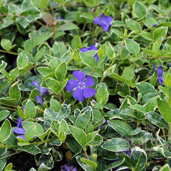 Vinca minor Ralph Shugert - Lesser Periwinkle